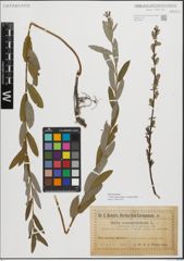 Foto von Salix repens subsp. rosmarinifolia (L.) Andersson